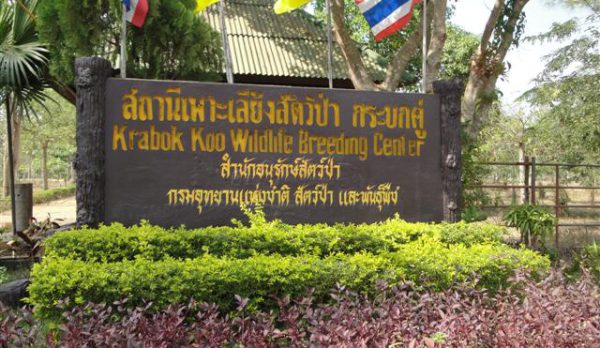 กระบกคู่จังหวัดฉะเชิงเทรา